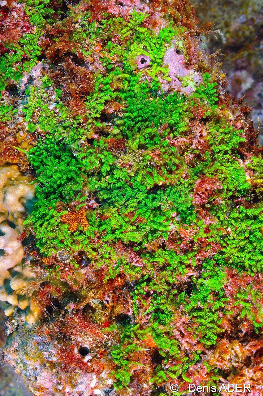 Caulerpa webbiana-Cap Vert Sao Macario-6m-20150407-Denis-ADER-DSC_9704_tn.jpg